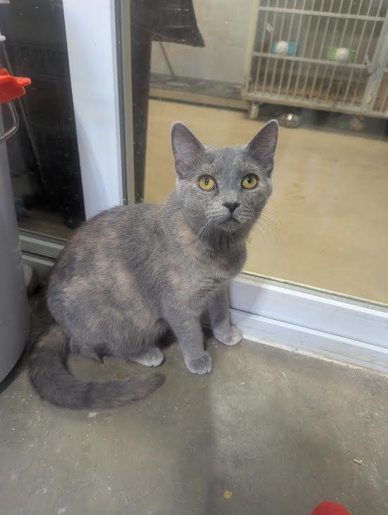 Tortellini, Adoptable, Young Female American Shorthair.
