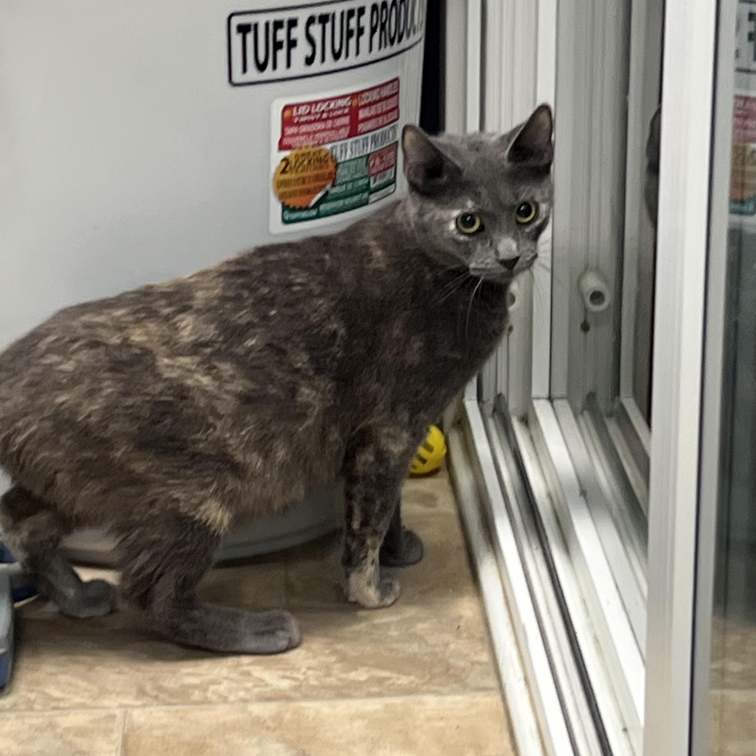 Enlarge Tortellini, a Adoptable American Shorthair in Blue Earth, MN image 1/1