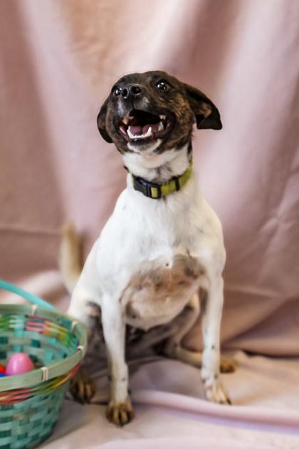 LuLu, Adoptable, Young Female Feist.