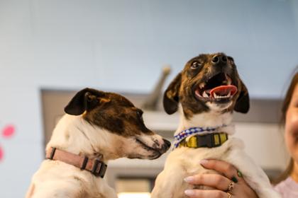 Enlarge LuLu, a Adoptable Feist in Dothan, AL image 2/2