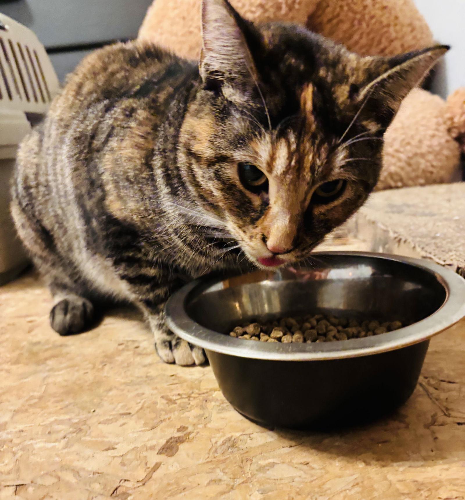 Rachel, Adoptable, Young Female Domestic Short Hair.