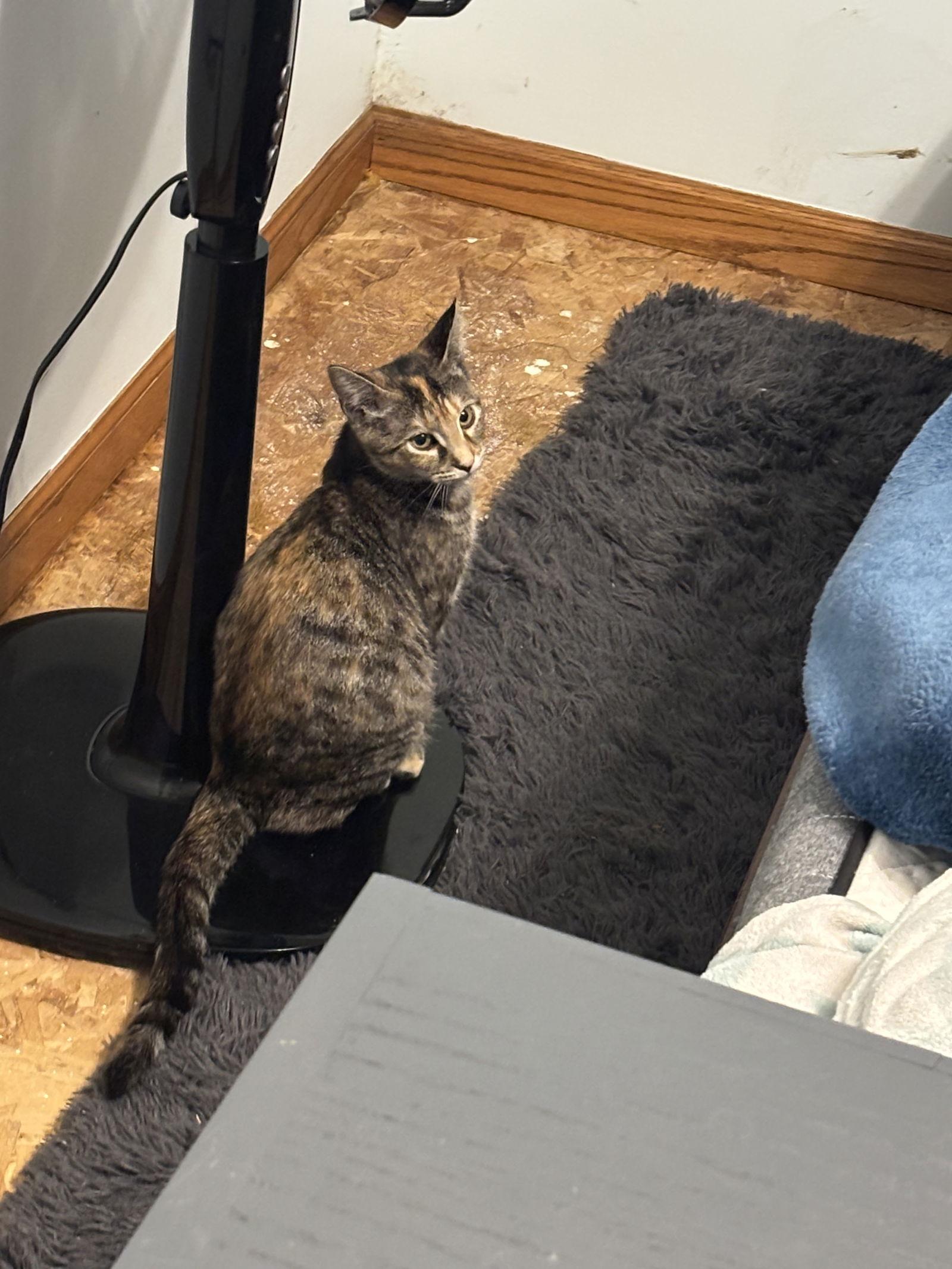 Enlarge Rachel, a Adoptable Domestic Short Hair in Elk River, MN image 1/3