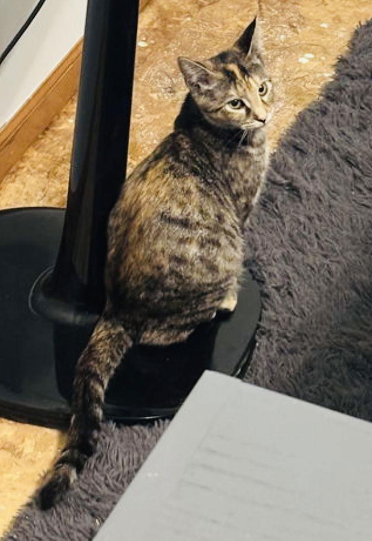 Enlarge Rachel, a Adoptable Domestic Short Hair in Elk River, MN image 2/3