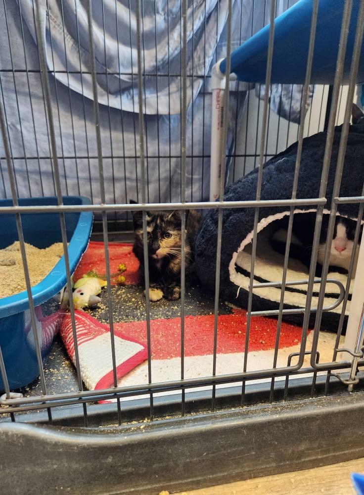 Enlarge Rachel, a Adoptable Domestic Short Hair in Elk River, MN image 3/3