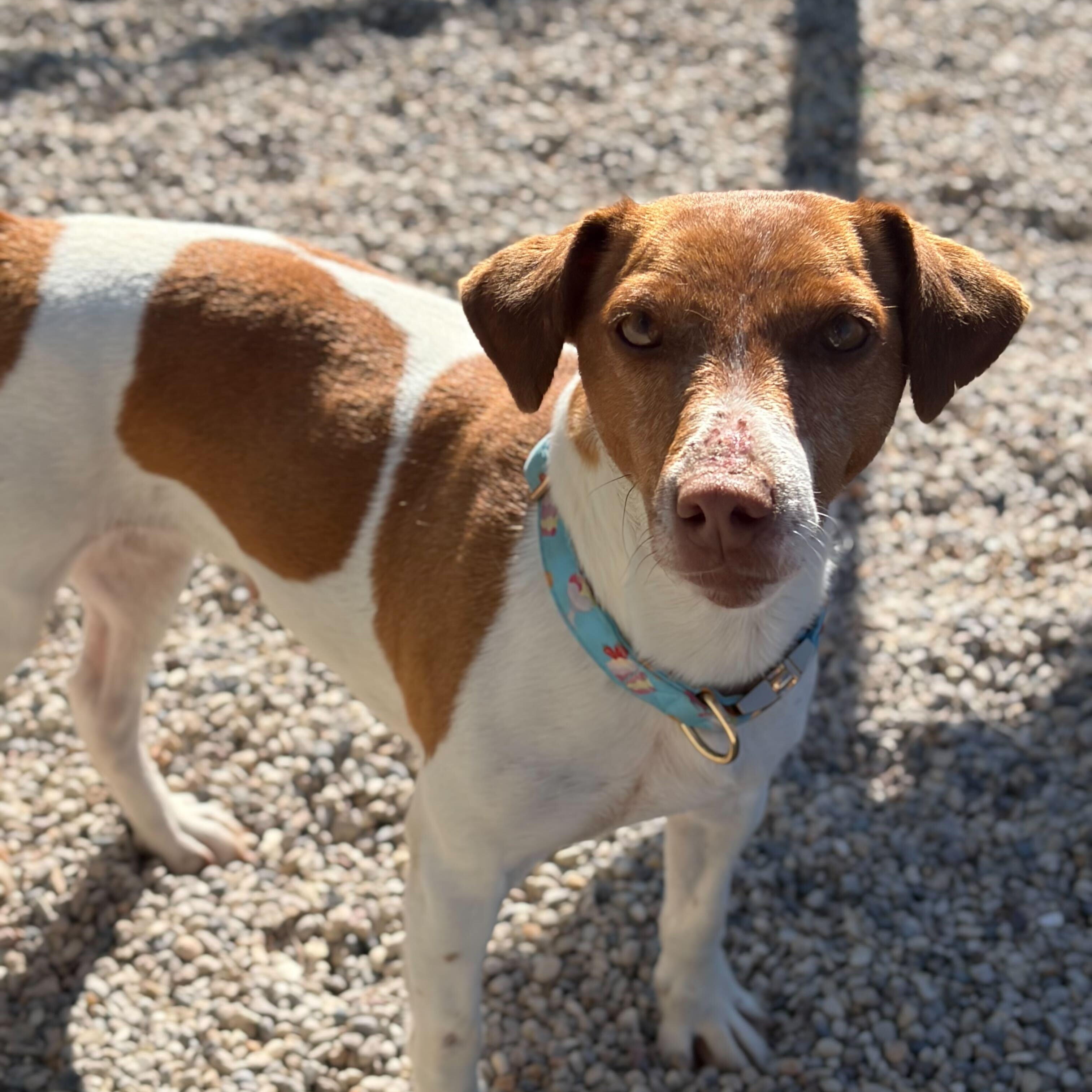 Enlarge Bea, a ADOPTABLE mixed breed in Jefferson, WI image 2/3