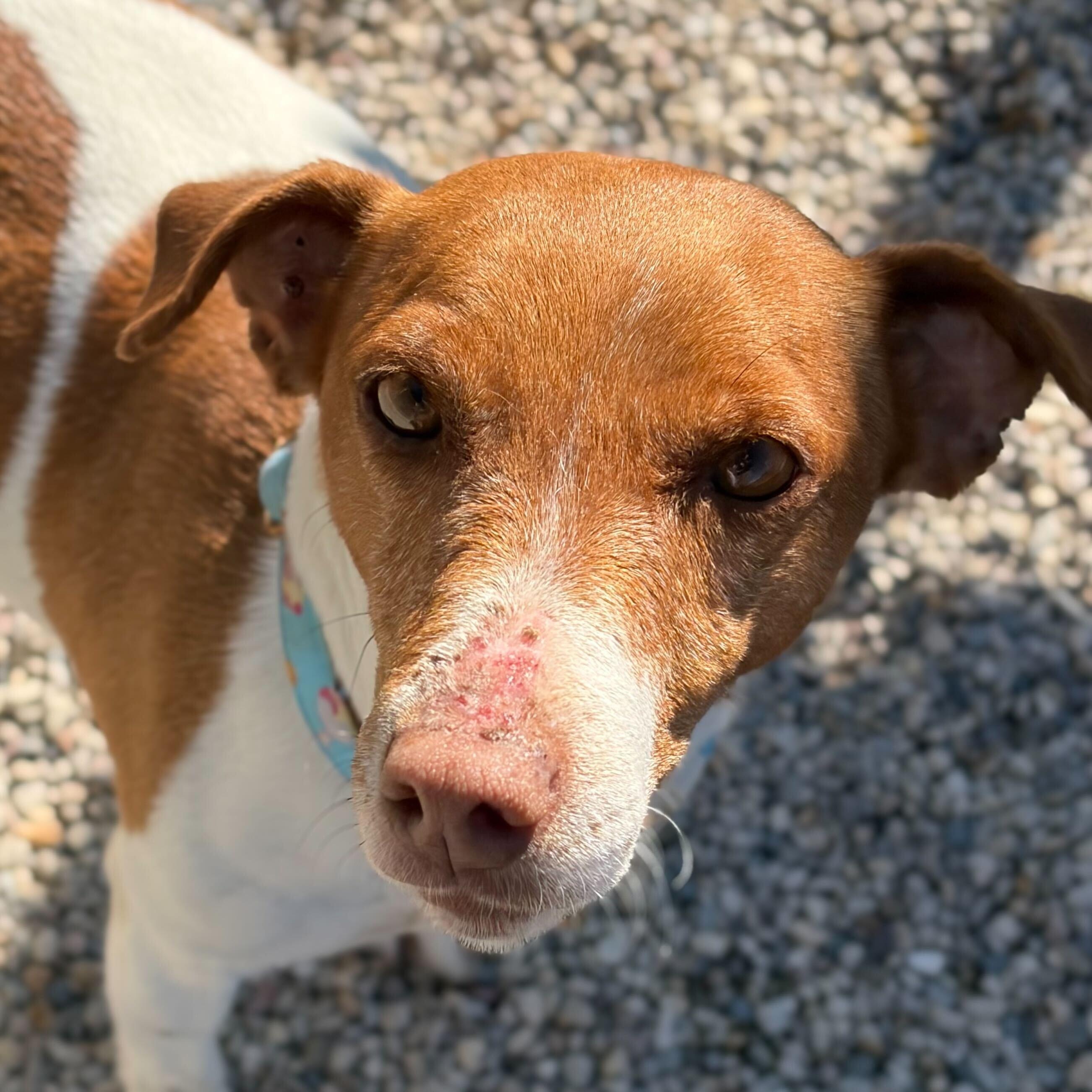 Enlarge Bea, a ADOPTABLE mixed breed in Jefferson, WI image 3/3