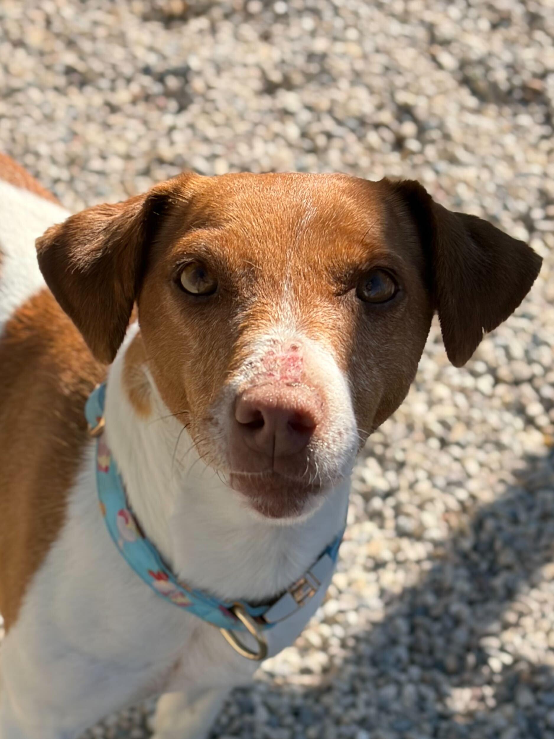 Enlarge Bea, a ADOPTABLE mixed breed in Jefferson, WI image 1/3