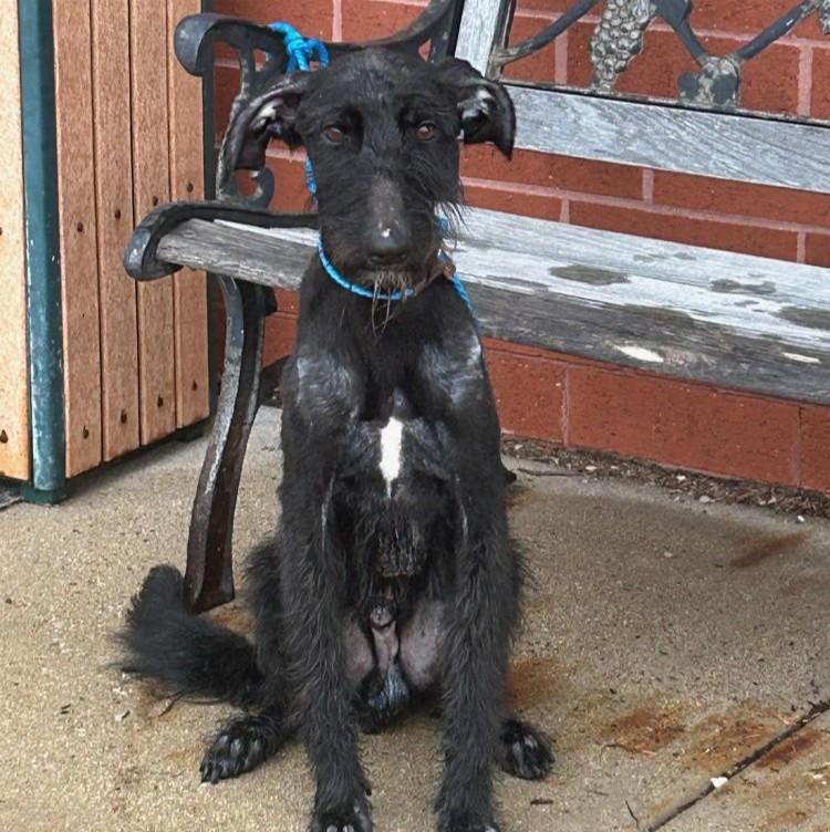 Enlarge Smokey, a ADOPTABLE mixed breed in Barrington, IL image 2/2