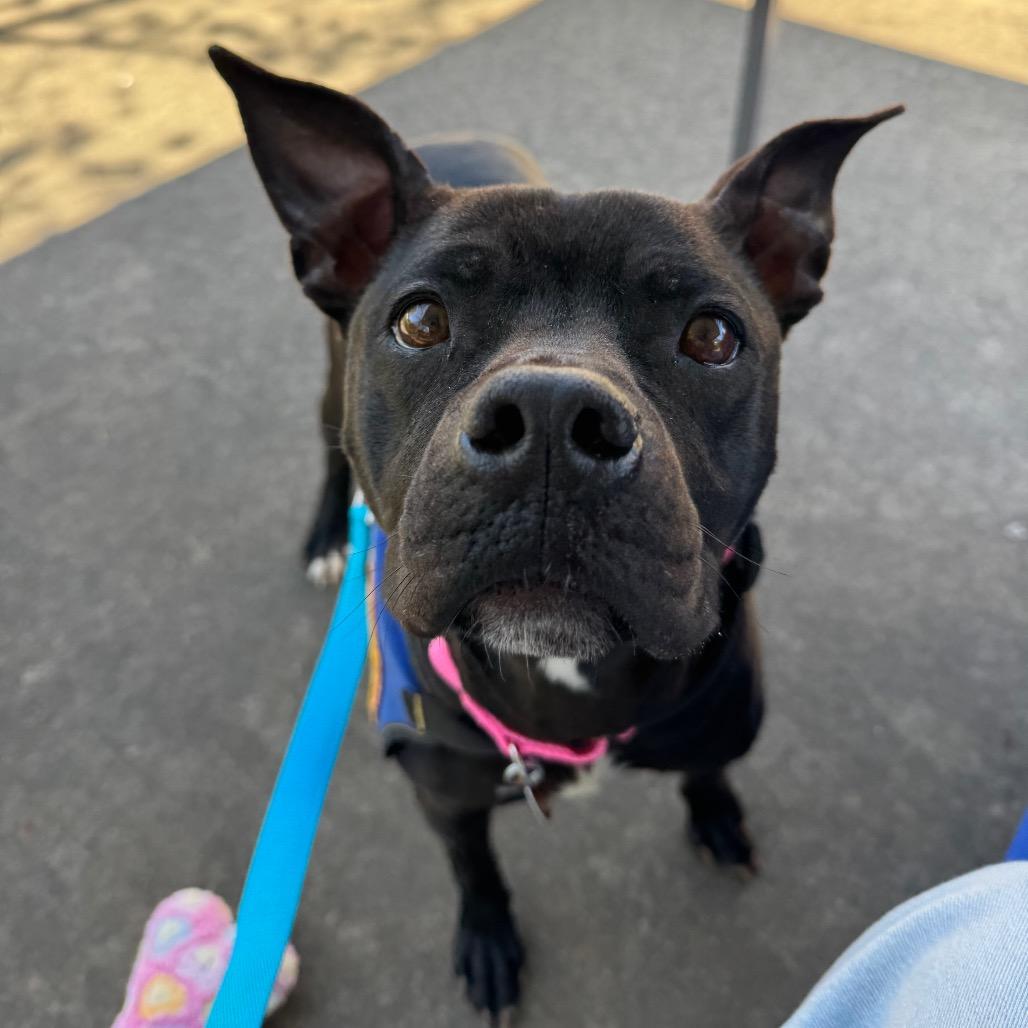 Enlarge Miss Frizzle, a Adoptable American Staffordshire Terrier in Greenville, SC image 1/6