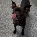 Enlarge Miss Frizzle, a Adoptable American Staffordshire Terrier in Greenville, SC image 2/6