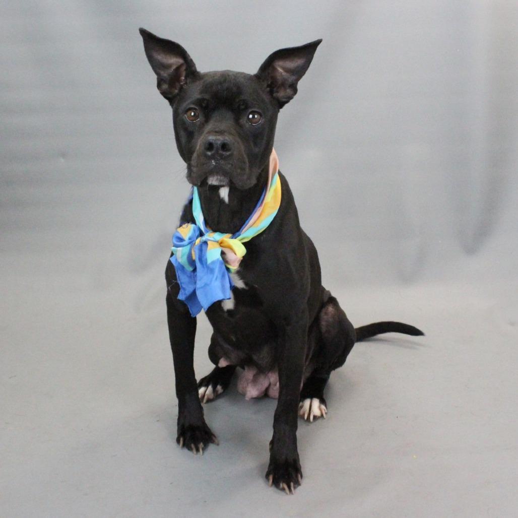 Enlarge Miss Frizzle, a Adoptable American Staffordshire Terrier in Greenville, SC image 3/6