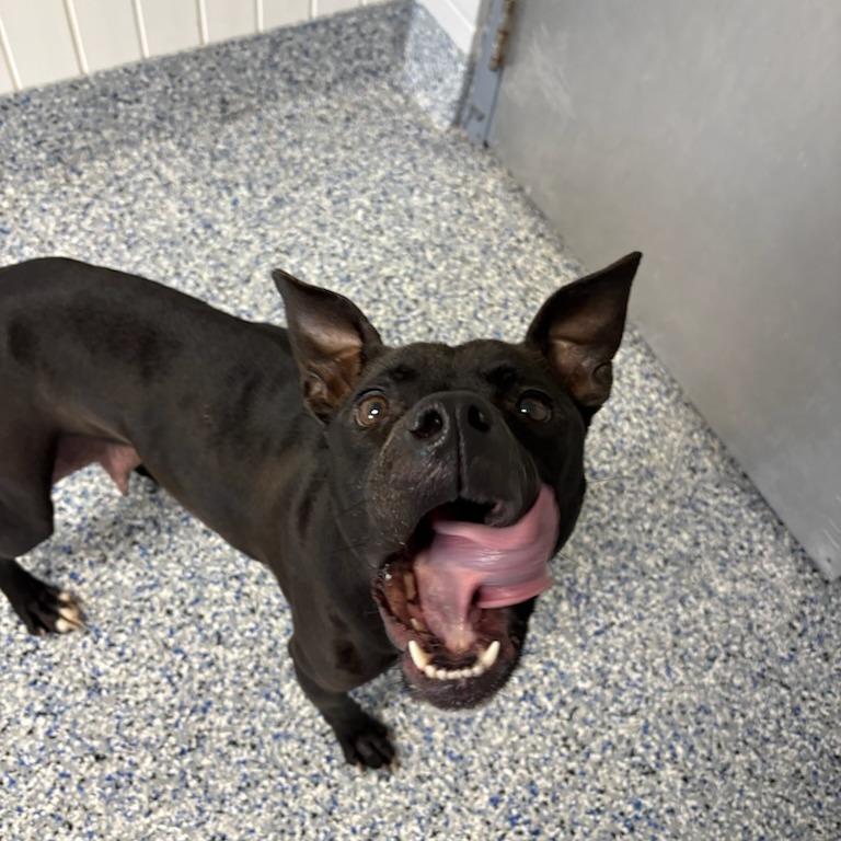 Enlarge Miss Frizzle, a Adoptable American Staffordshire Terrier in Greenville, SC image 4/6