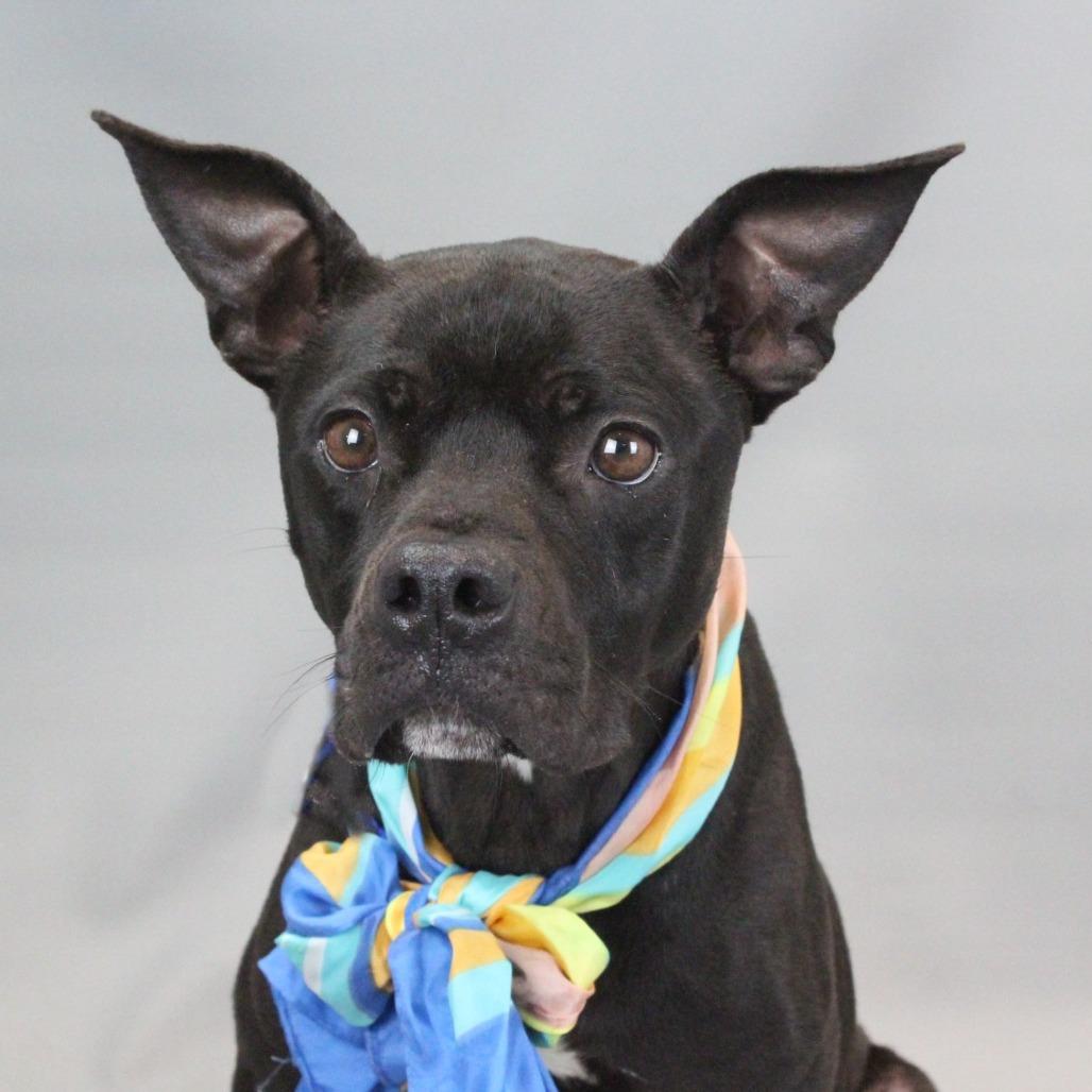 Enlarge Miss Frizzle, a Adoptable American Staffordshire Terrier in Greenville, SC image 5/6