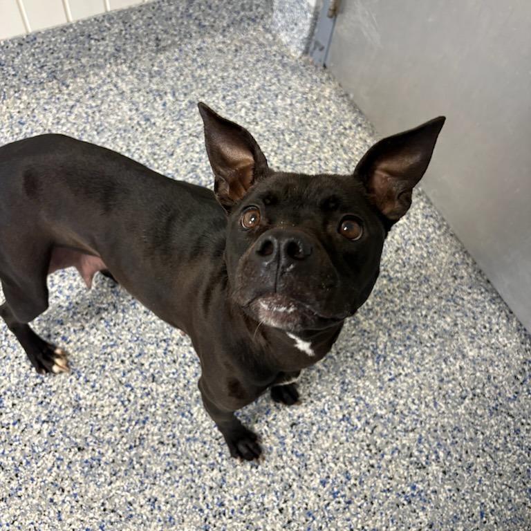 Enlarge Miss Frizzle, a Adoptable American Staffordshire Terrier in Greenville, SC image 6/6