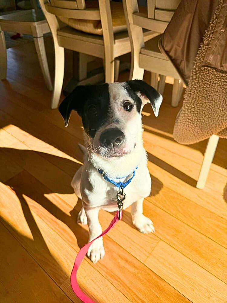 Enlarge Steve, a Adoptable mixed breed in Saugus, MA image 1/6