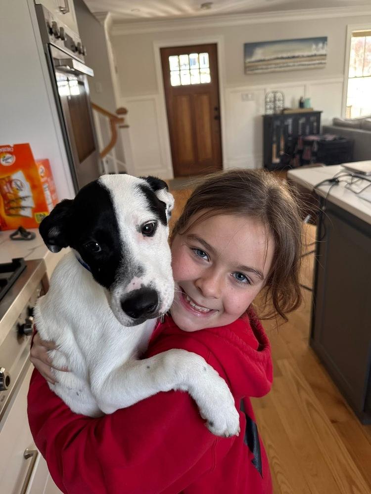 Enlarge Steve, a Adoptable mixed breed in Saugus, MA image 2/6