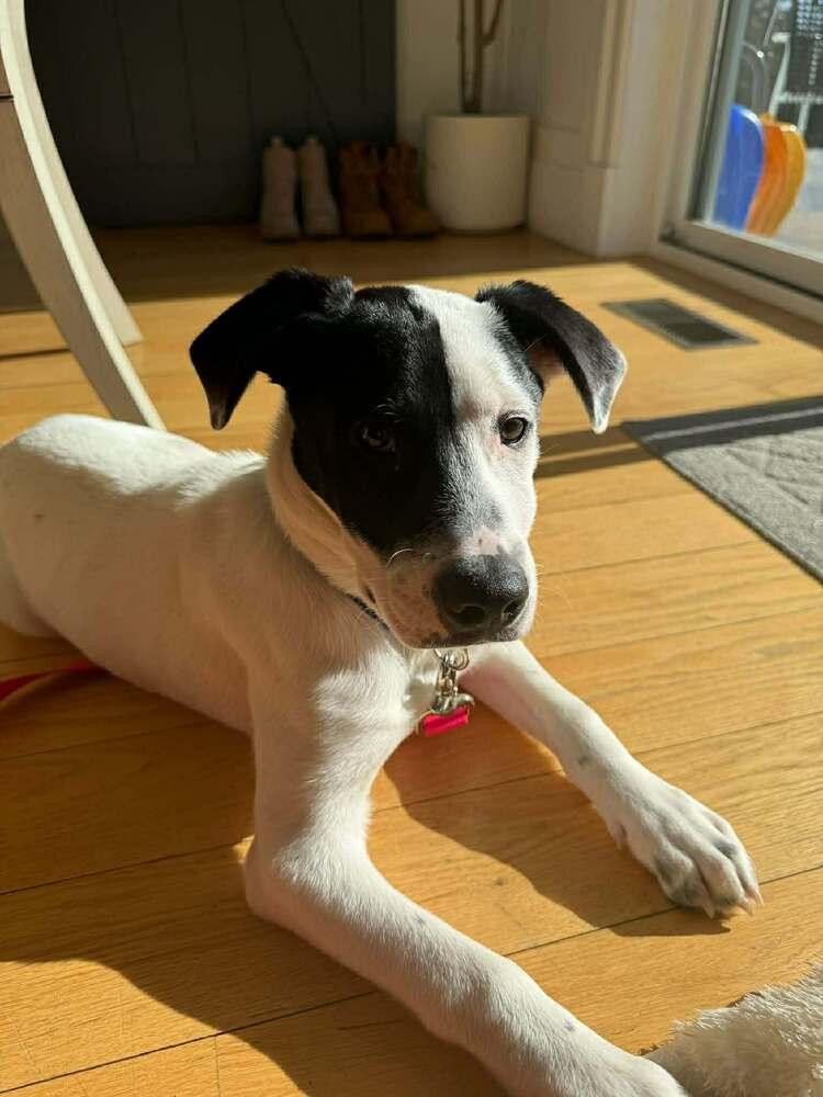 Enlarge Steve, a Adoptable mixed breed in Saugus, MA image 3/6