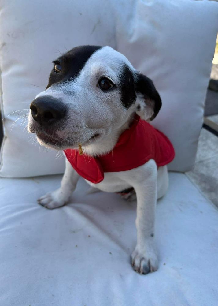 Steve — thumbnail 4