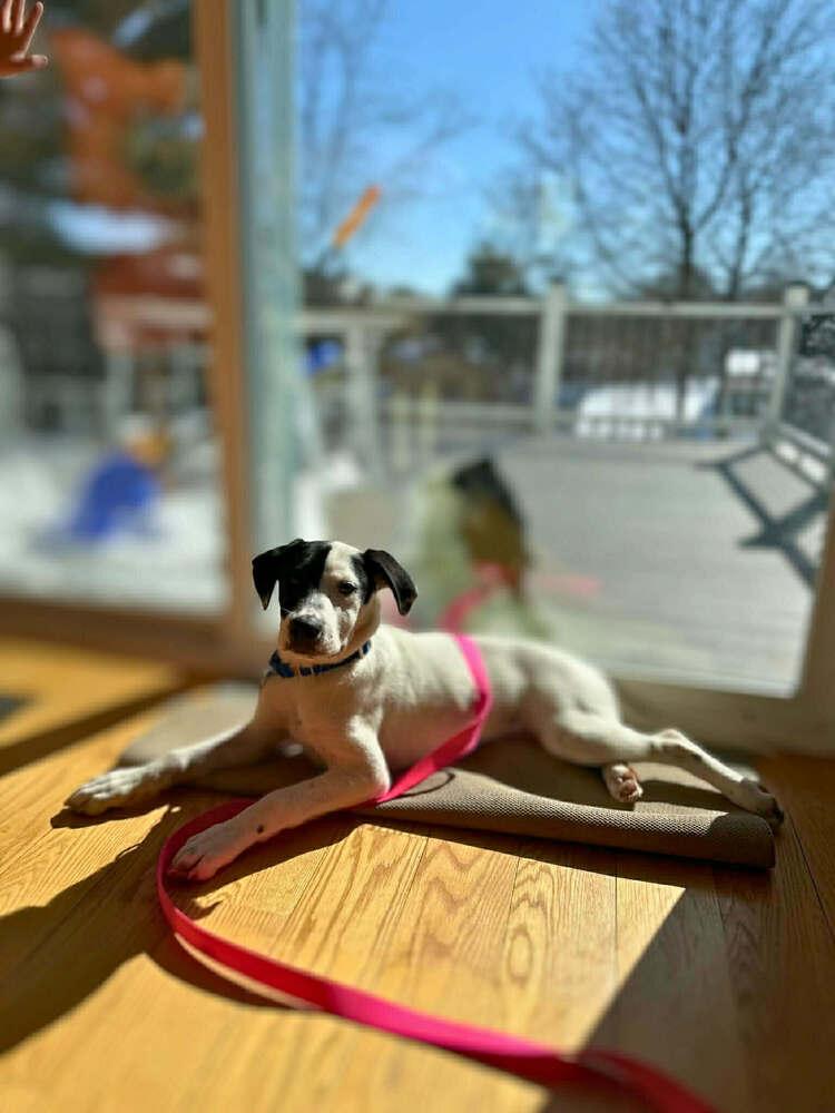 Enlarge Steve, a Adoptable mixed breed in Saugus, MA image 5/6