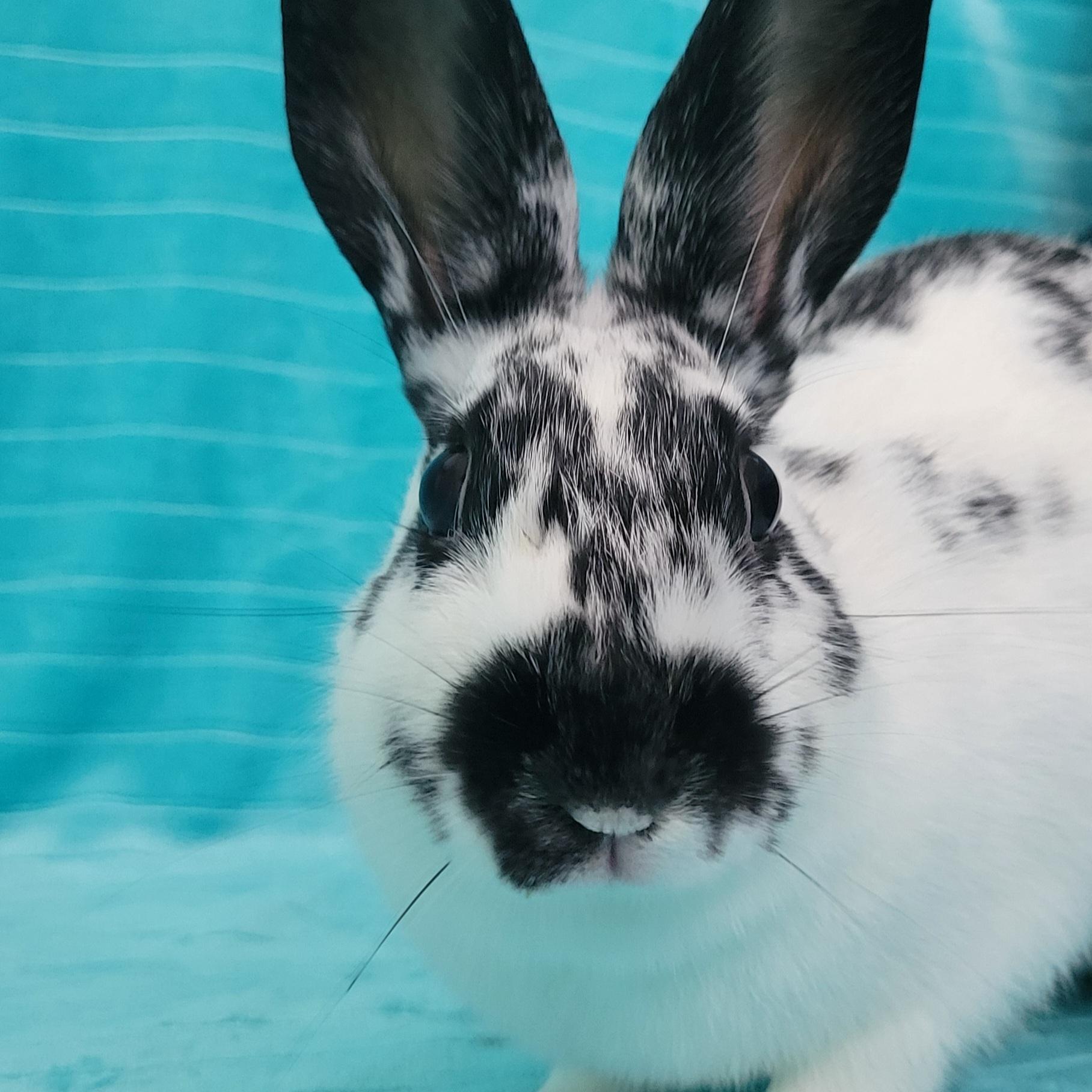 Enlarge Opal, a Adoptable English Spot in Pittsburgh, PA image 2/6