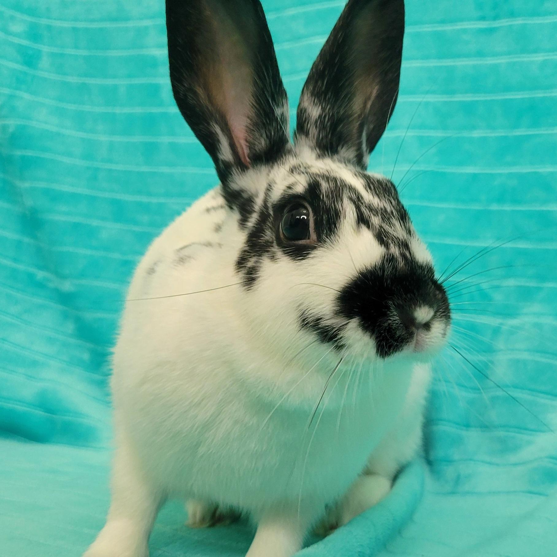 Enlarge Opal, a Adoptable English Spot in Pittsburgh, PA image 4/6