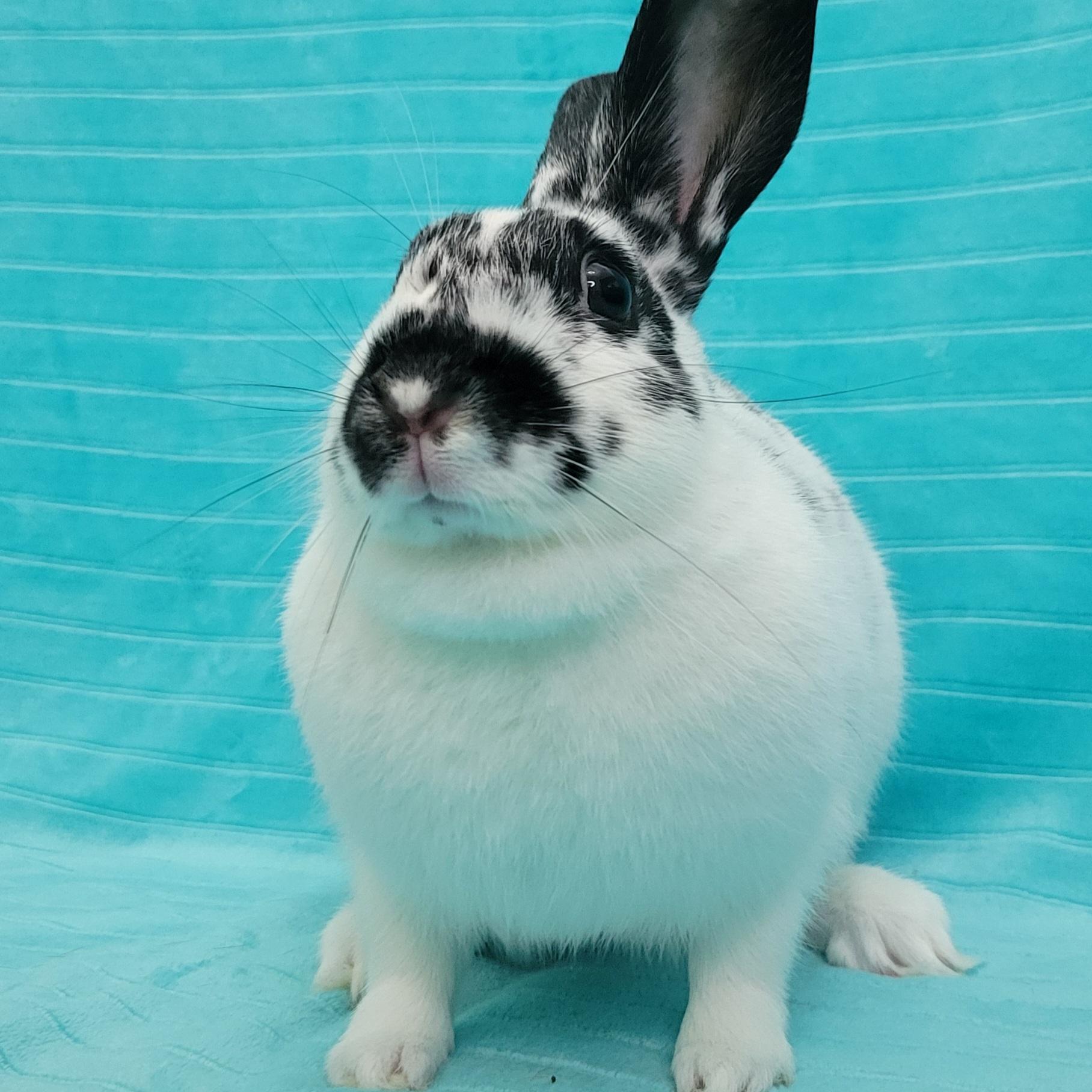 Enlarge Opal, a Adoptable English Spot in Pittsburgh, PA image 5/6