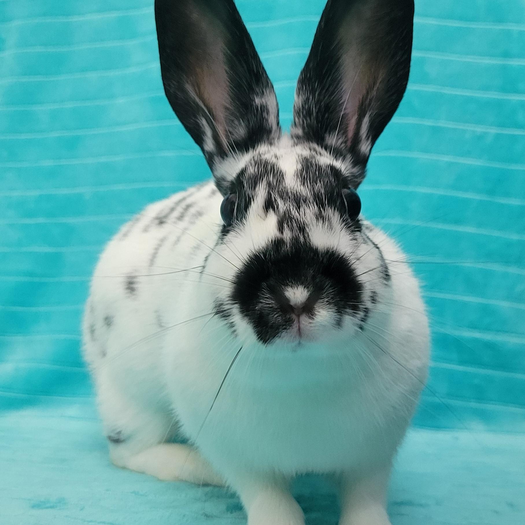 Opal, Adoptable, Young Female English Spot.