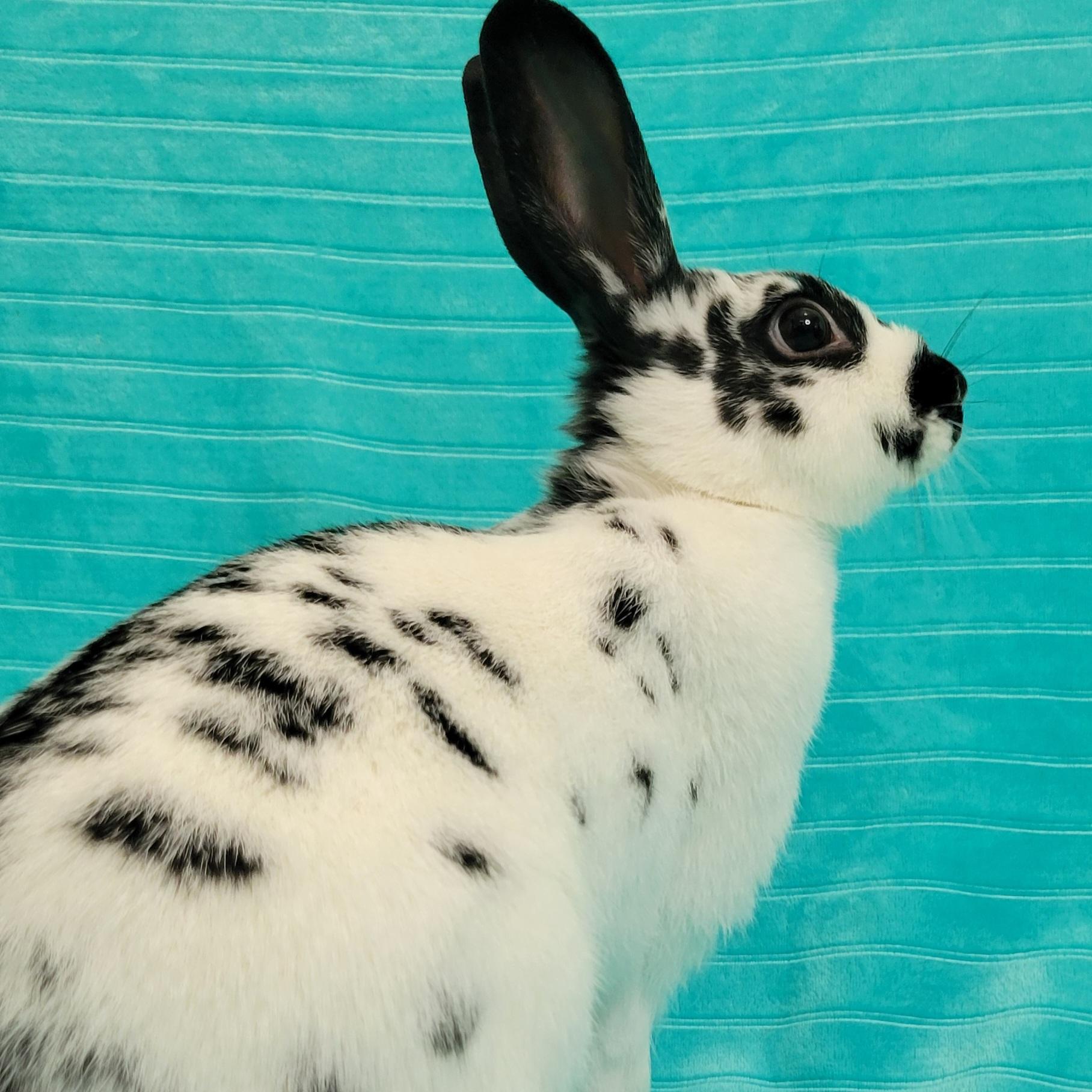 Enlarge Opal, a Adoptable English Spot in Pittsburgh, PA image 6/6