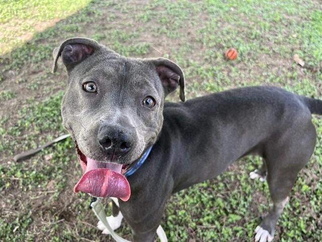 WINNIE, Adoptable, Adult Female Pit Bull Terrier & Mixed Breed.