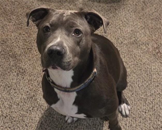 Enlarge WINNIE, a Adoptable mixed breed in Ocala, FL image 1/1