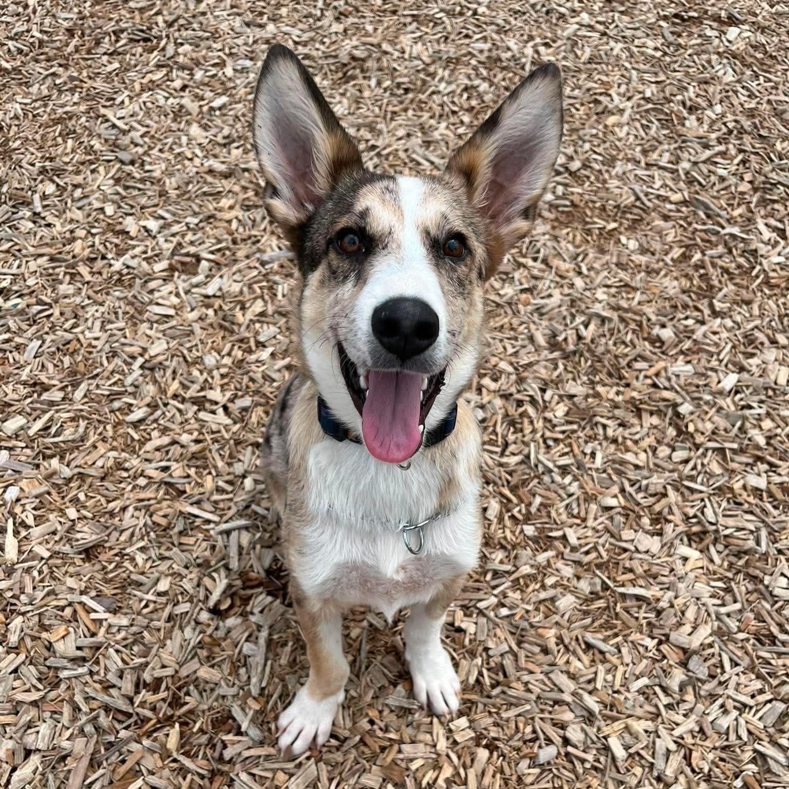 Shellie, adopted, Puppy Female Retriever.