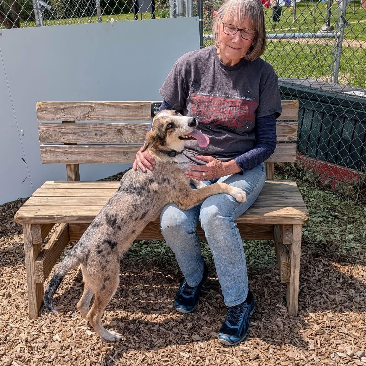 Shellie, an adopted mixed breed in Elyria, OH image 3/4