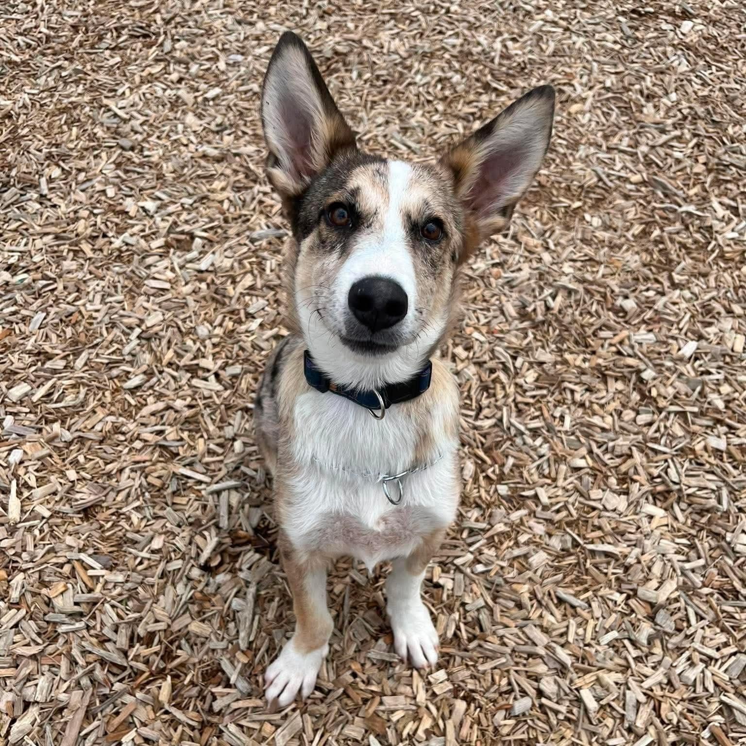 Shellie, an adopted mixed breed in Elyria, OH image 2/4