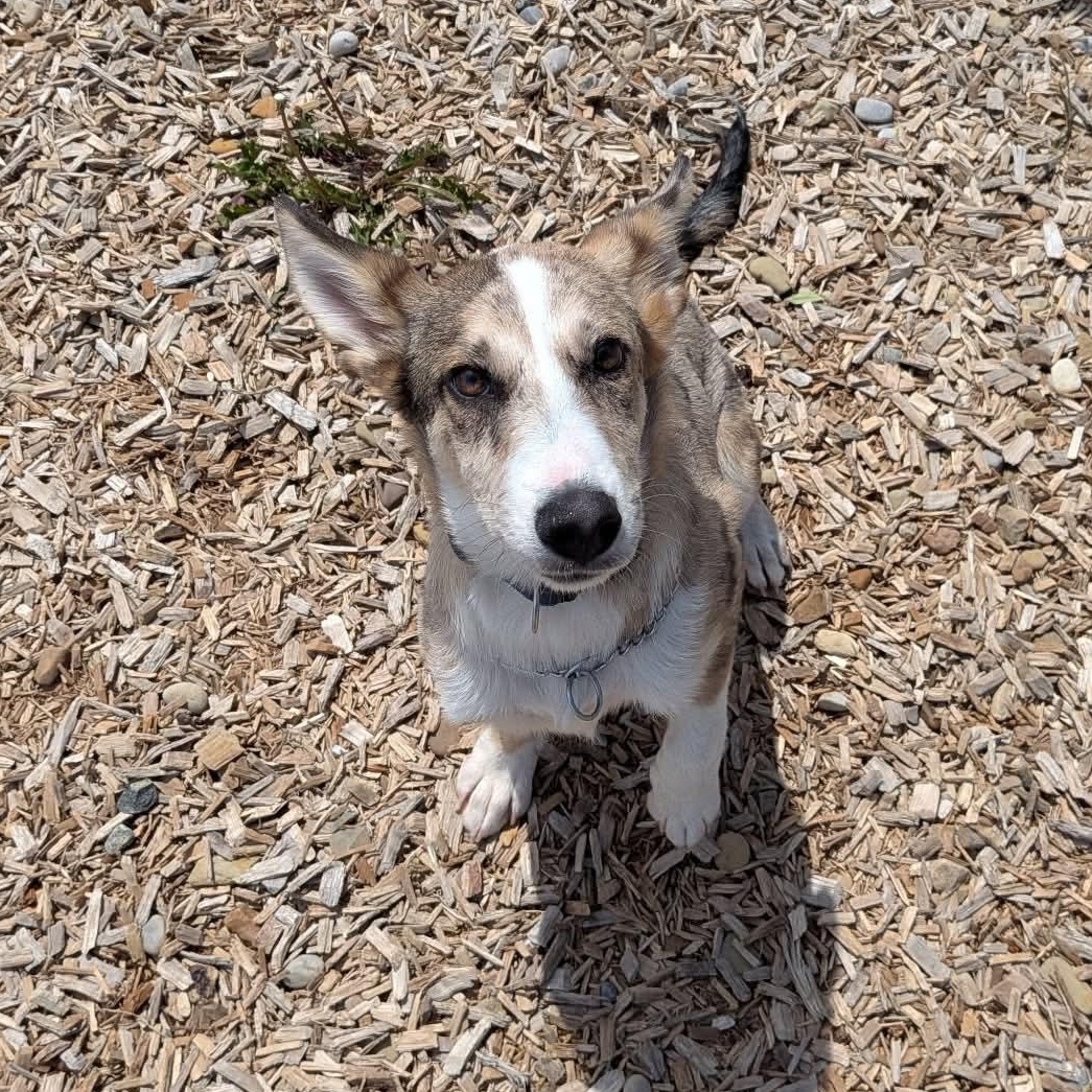 Shellie, an adopted mixed breed in Elyria, OH image 4/4