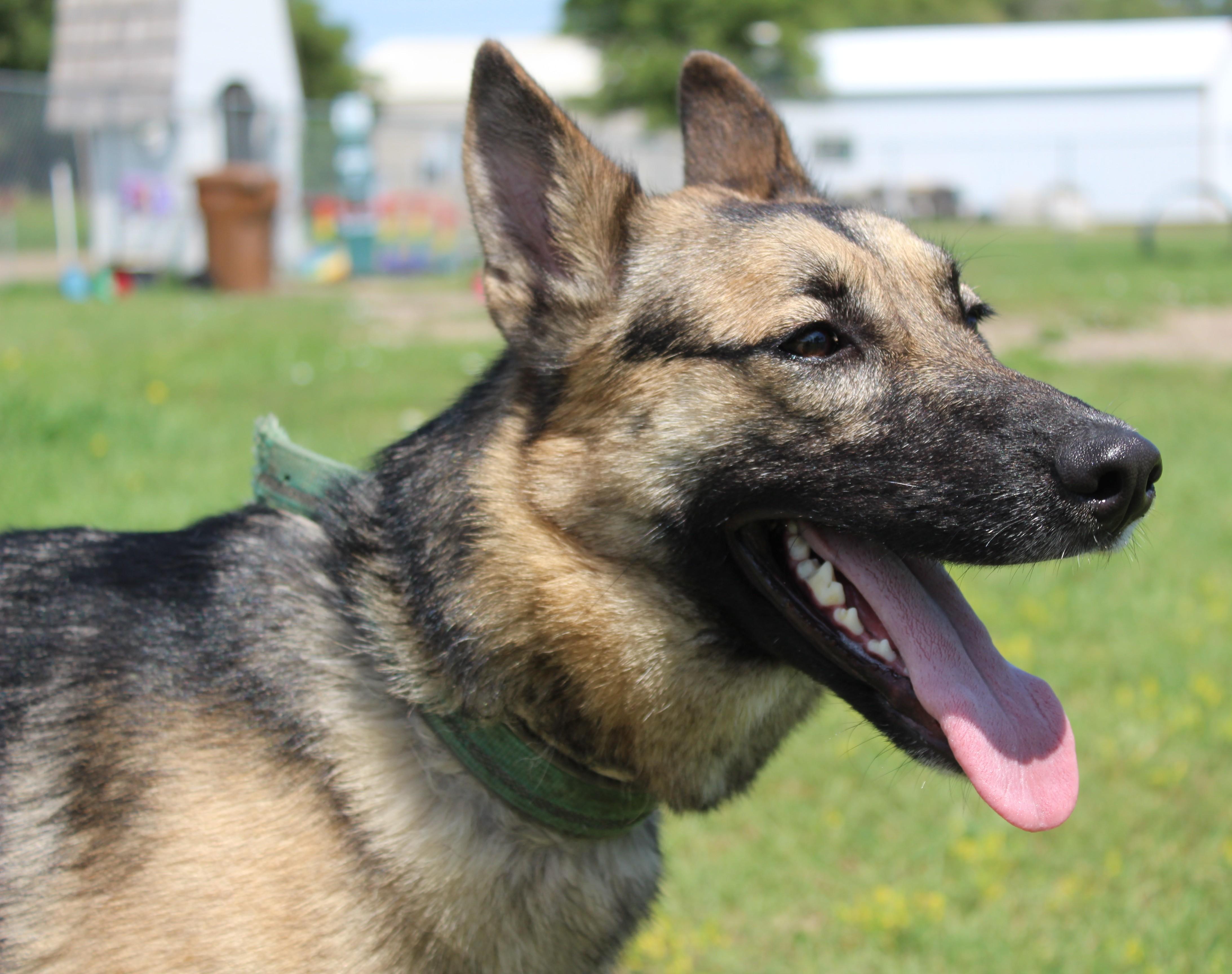 Tonic, Adoptable, Young Female German Shepherd Dog & Siberian Husky.