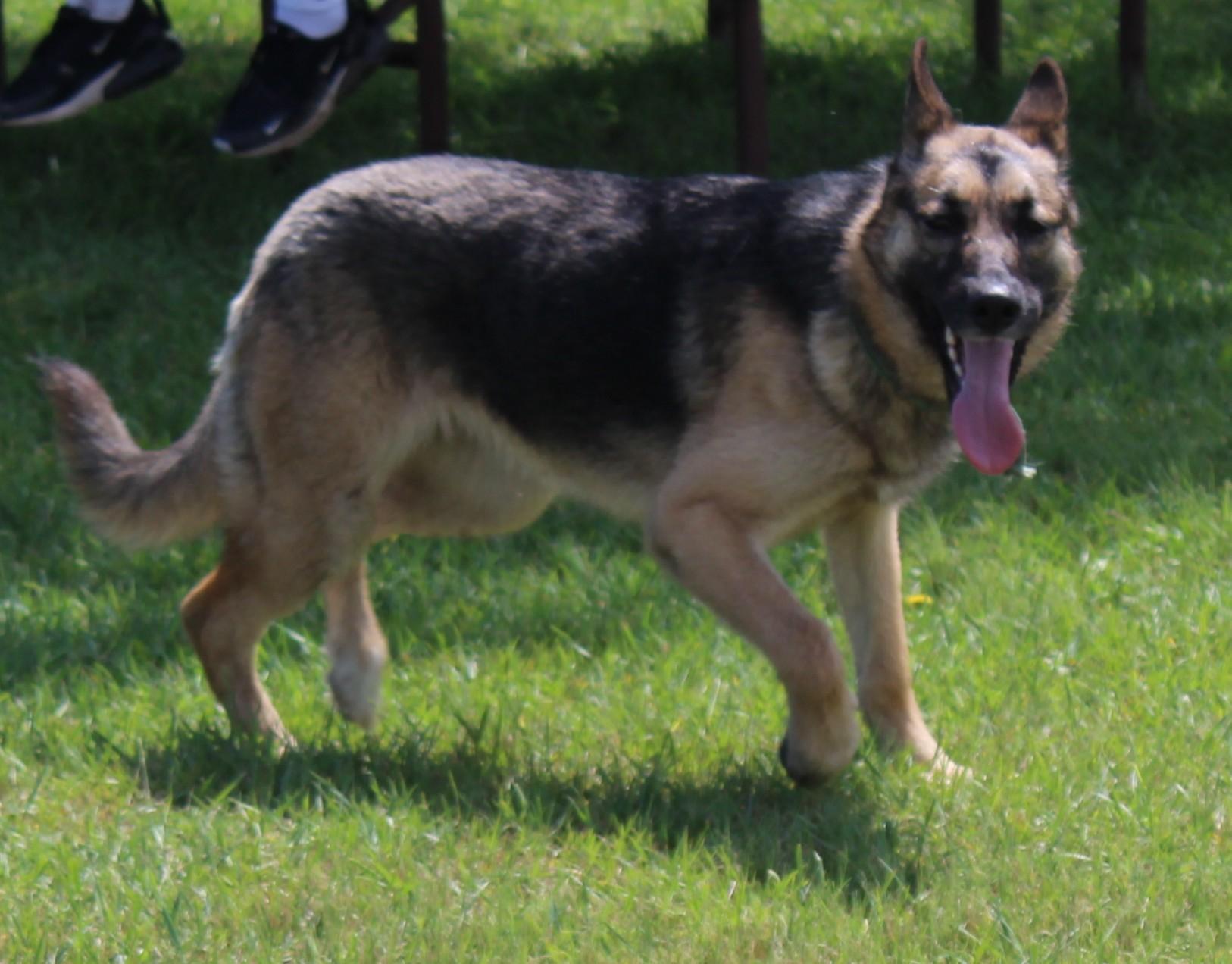 Tonic, an adoptable German Shepherd Dog, Siberian Husky in Huron, SD, 57350 | Photo Image 2