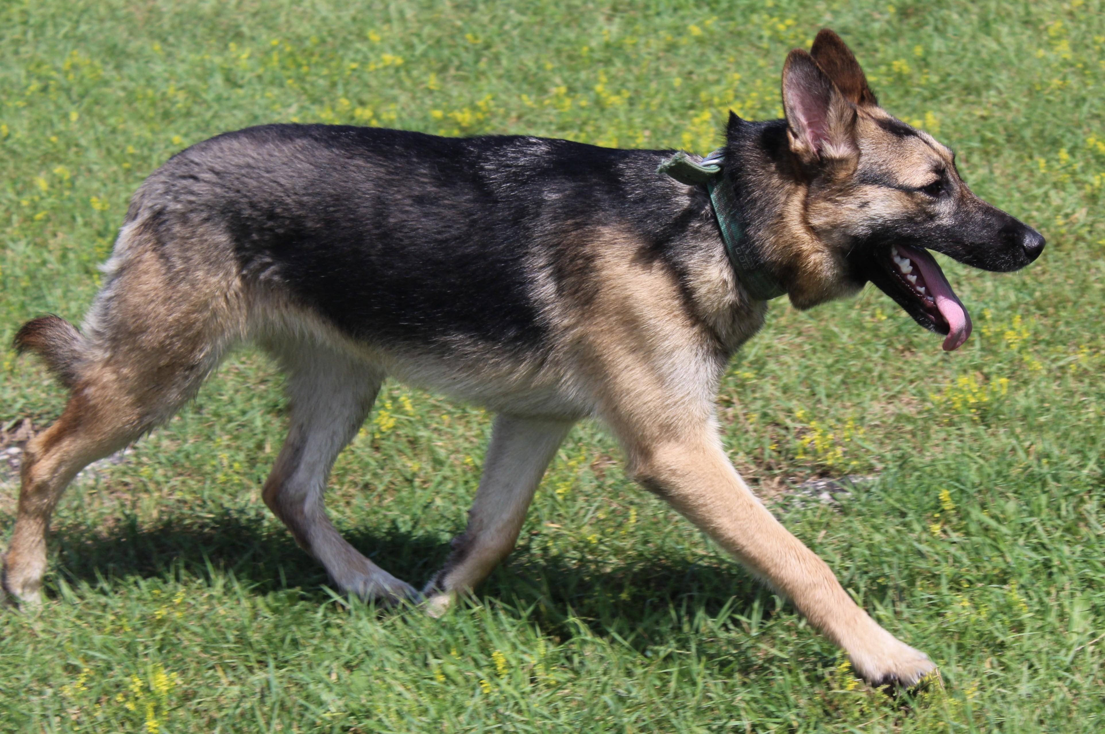 Tonic, an adoptable German Shepherd Dog, Siberian Husky in Huron, SD, 57350 | Photo Image 5