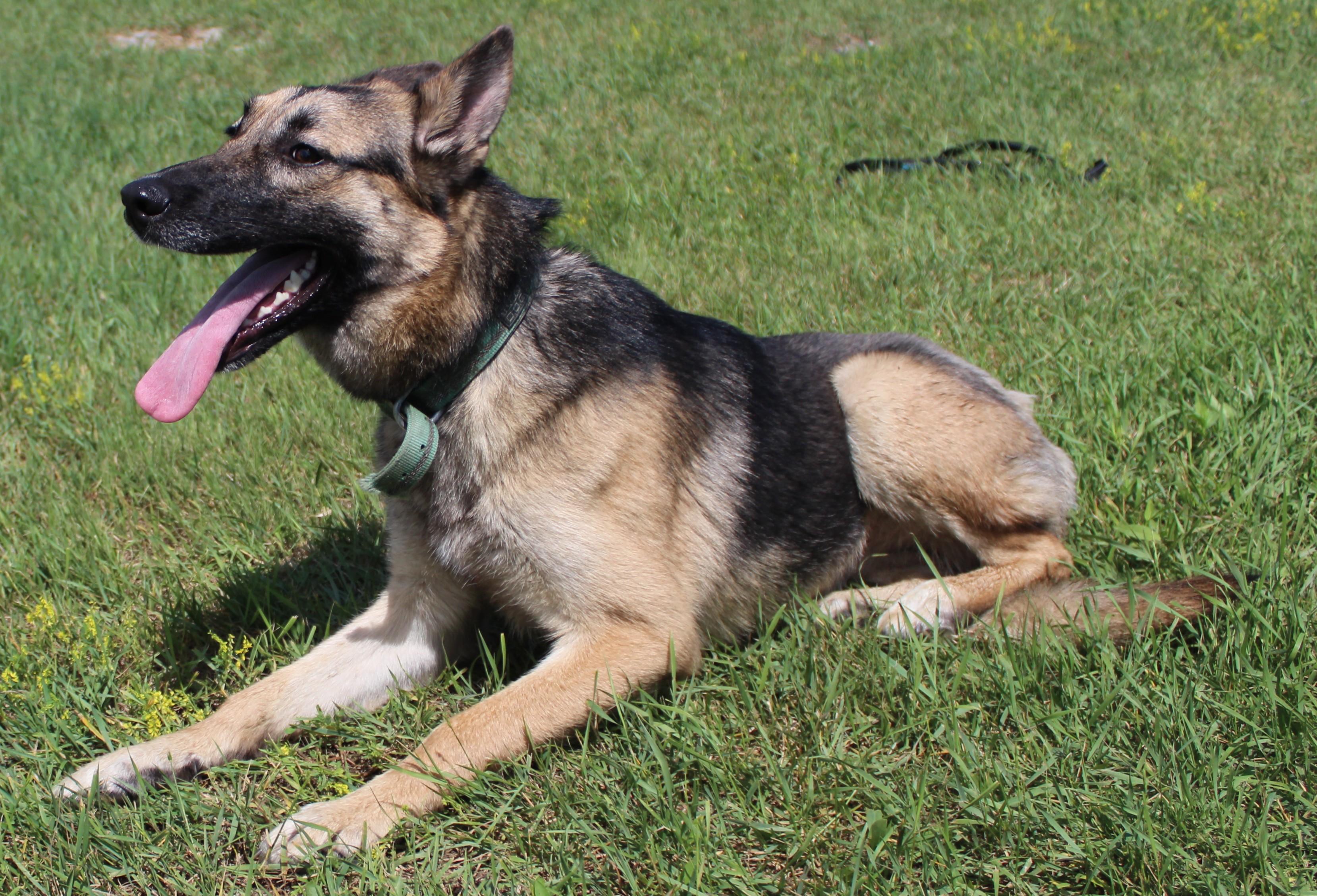 Tonic, an adoptable German Shepherd Dog, Siberian Husky in Huron, SD, 57350 | Photo Image 4