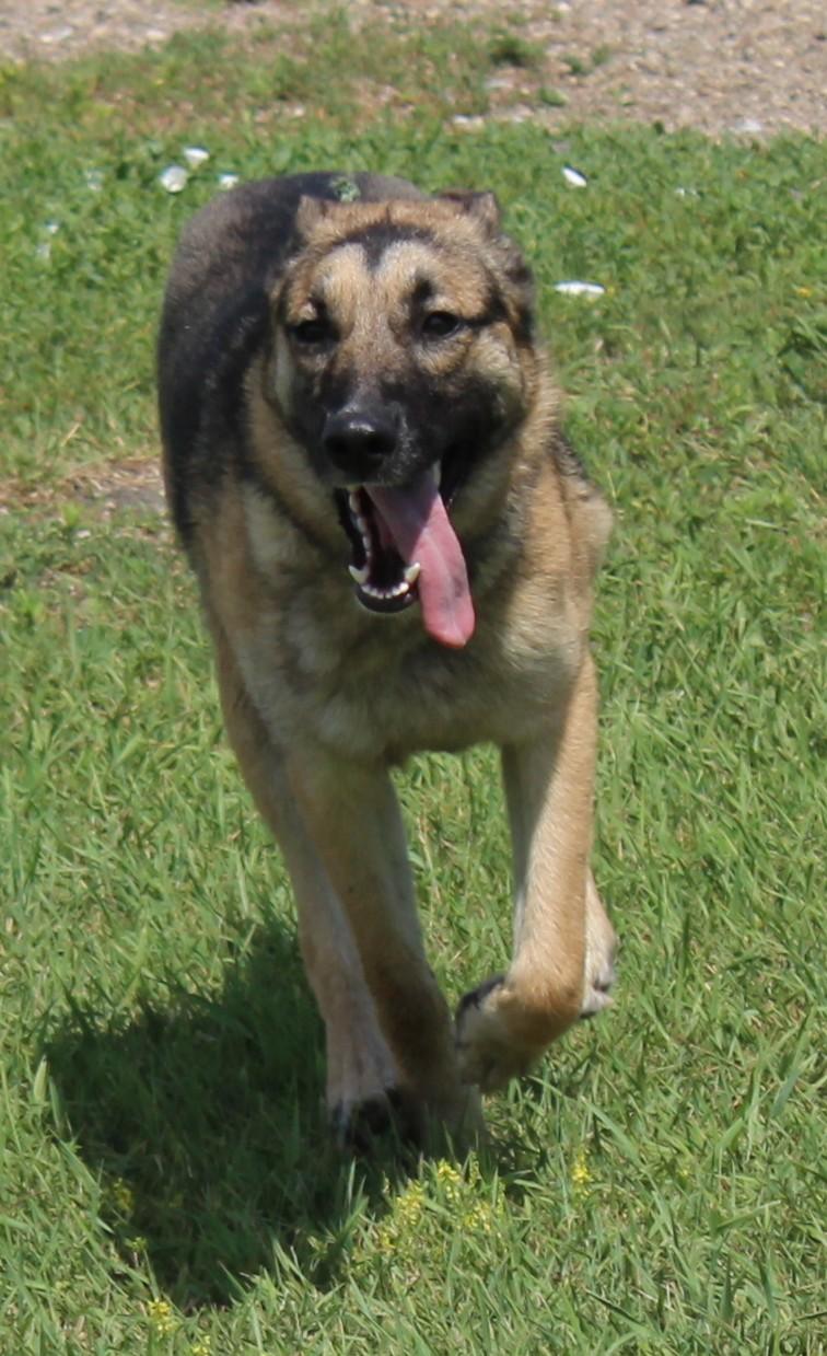 Tonic, an adoptable German Shepherd Dog, Siberian Husky in Huron, SD, 57350 | Photo Image 3