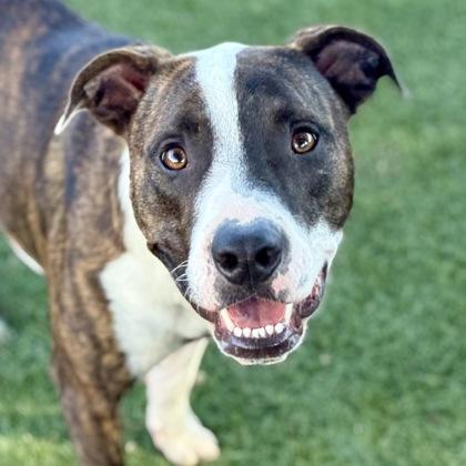 Quint, Young Male Pit Bull Terrier