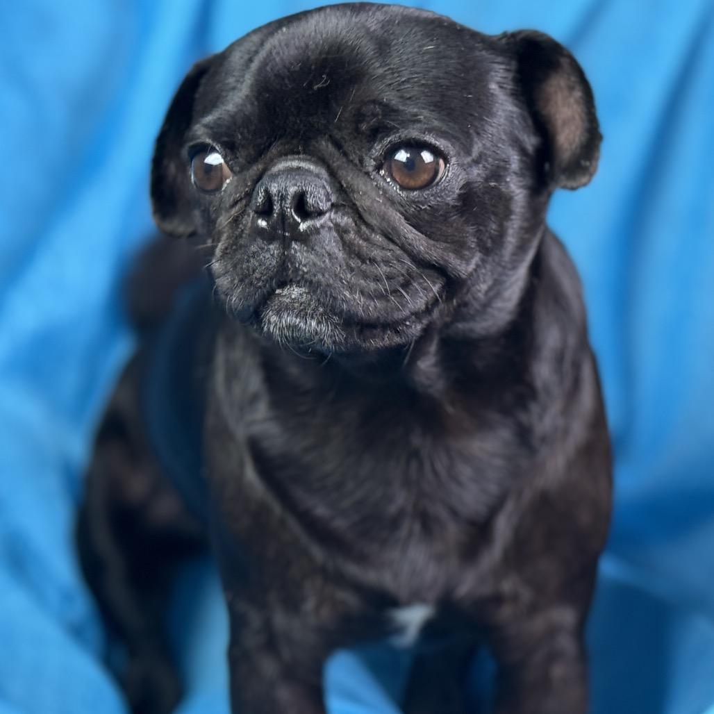 Enlarge Edwin: The Snuggly Sidekick With a Snorty Smile, a Adoptable Pug in Austin, TX image 4/5