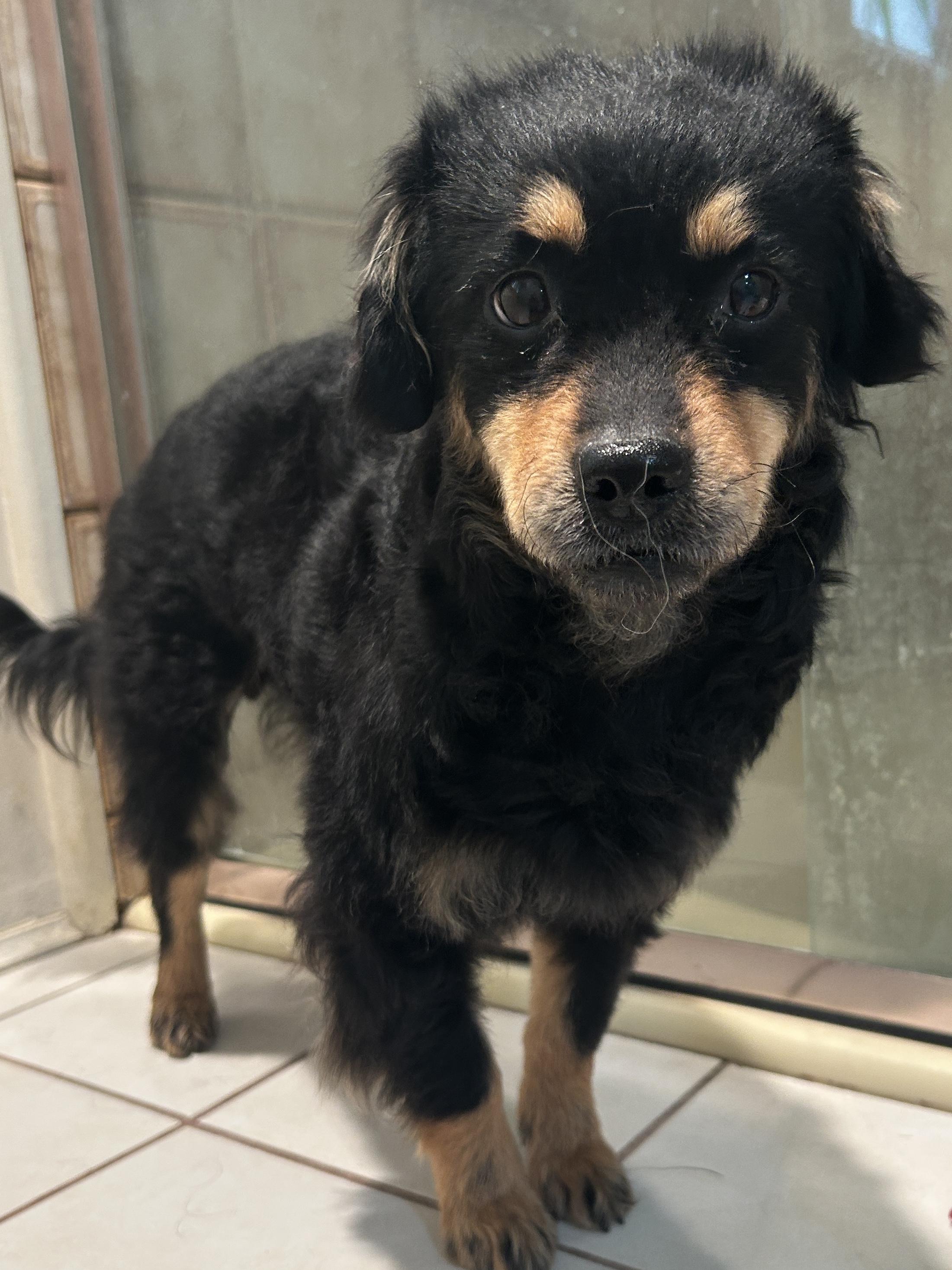 JUDY , ADOPTABLE, Young Female Spaniel.