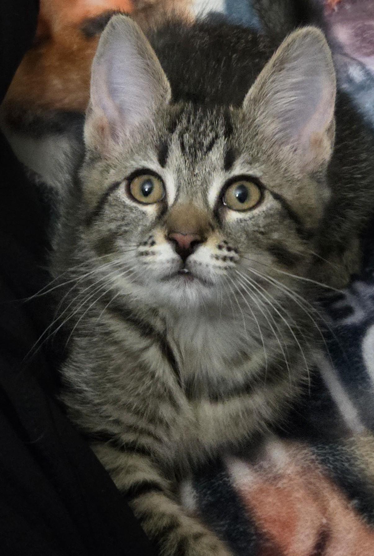 Laila, a Adoptable Domestic Short Hair in Grove City, OH image 1/2