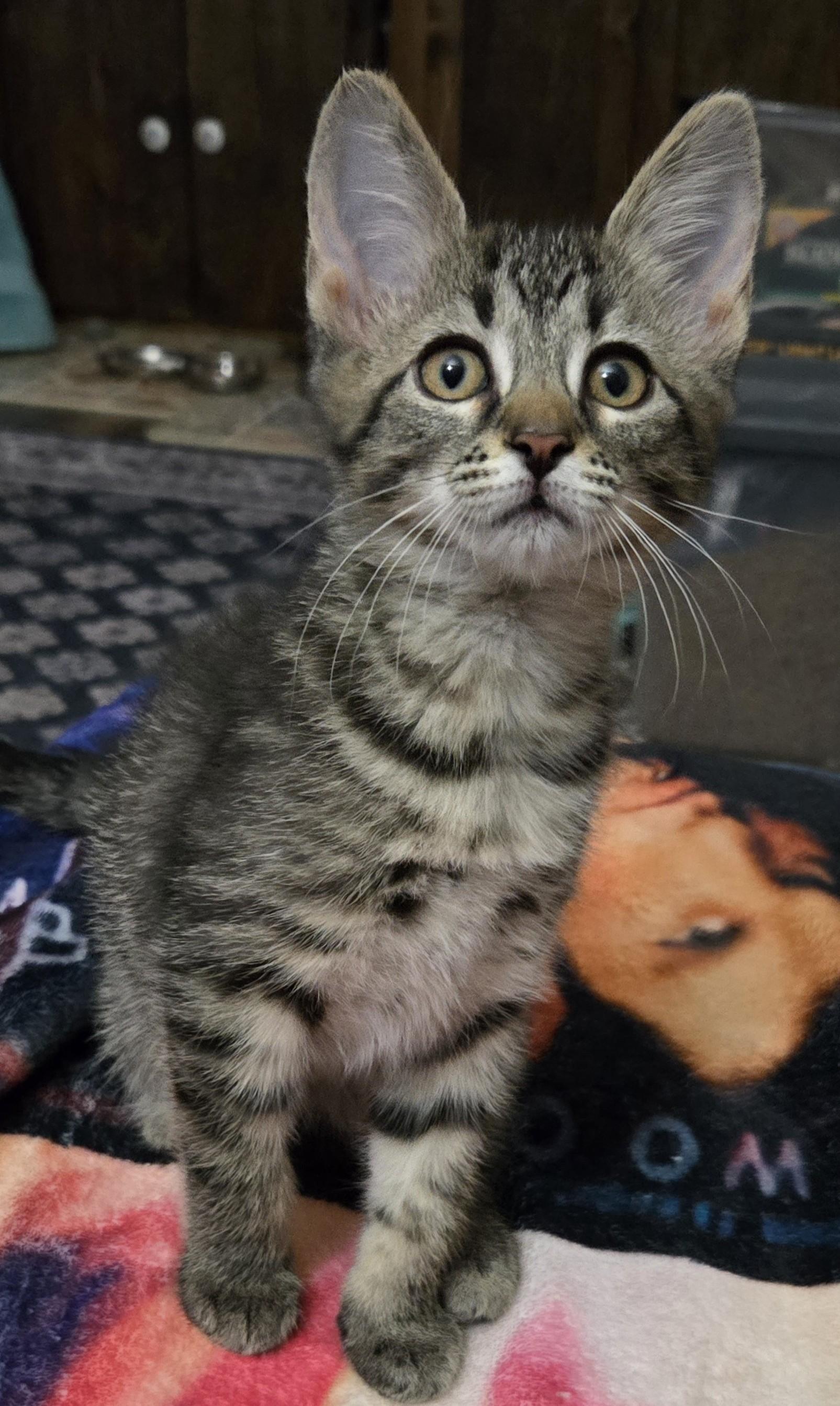 Laila, a Adoptable Domestic Short Hair in Grove City, OH image 2/2