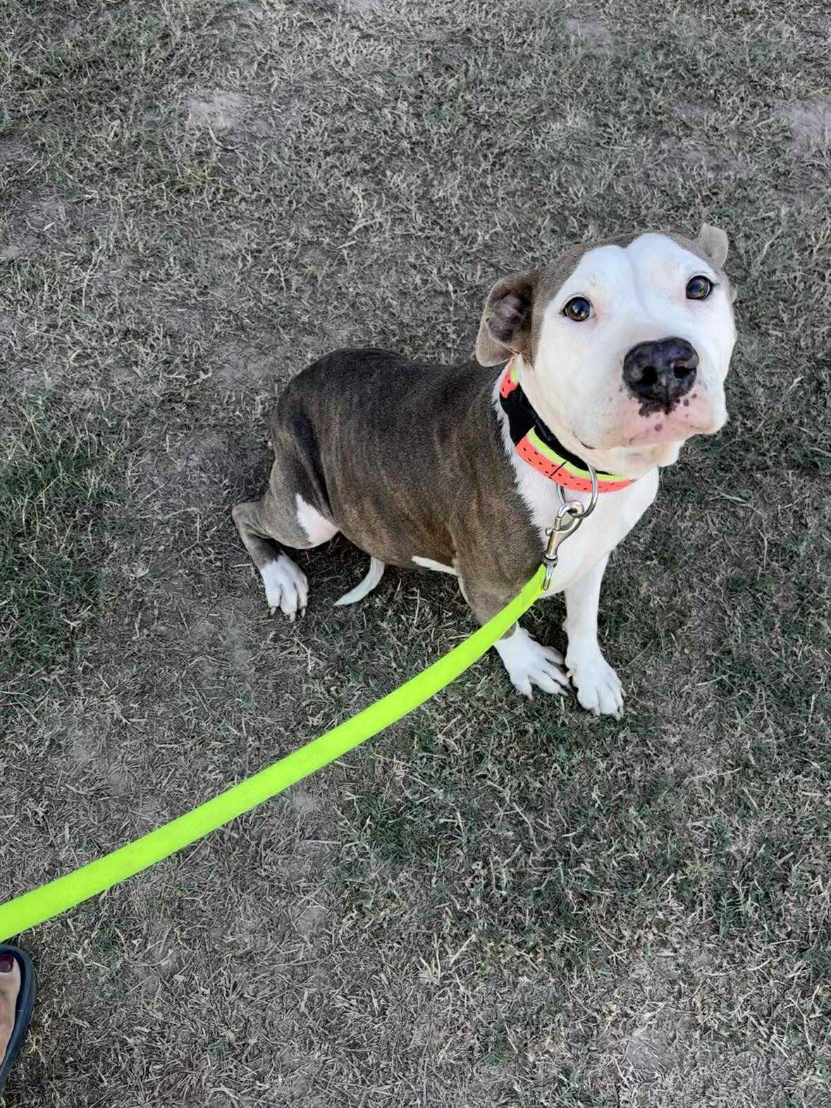 Enlarge Roxy, a Adoptable Pit Bull Terrier in Boise, ID image 4/4