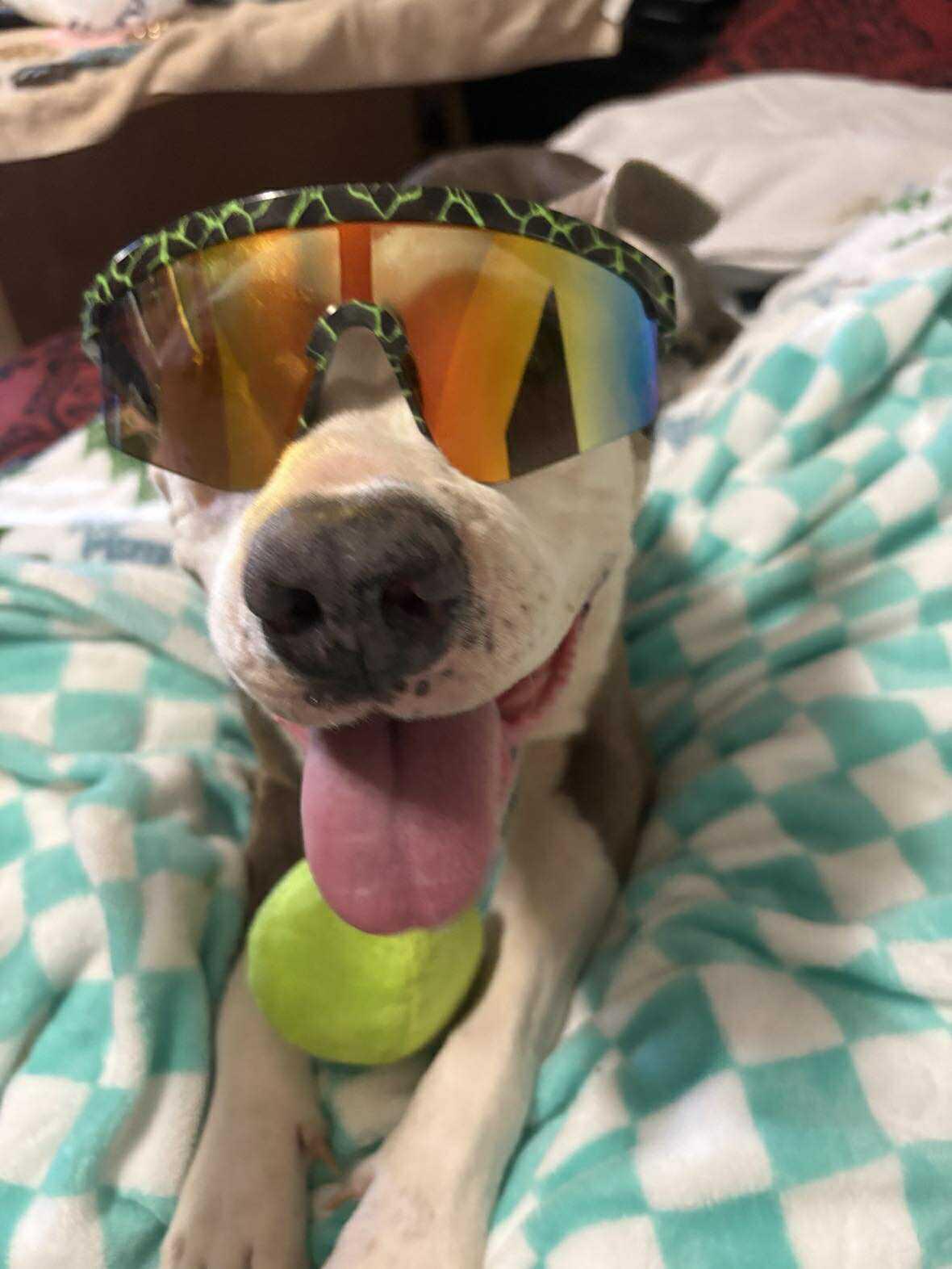 Enlarge Roxy, a Adoptable Pit Bull Terrier in Boise, ID image 3/4