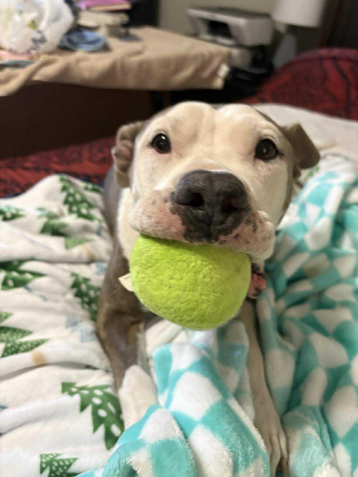 Enlarge Roxy, a Adoptable Pit Bull Terrier in Boise, ID image 2/4