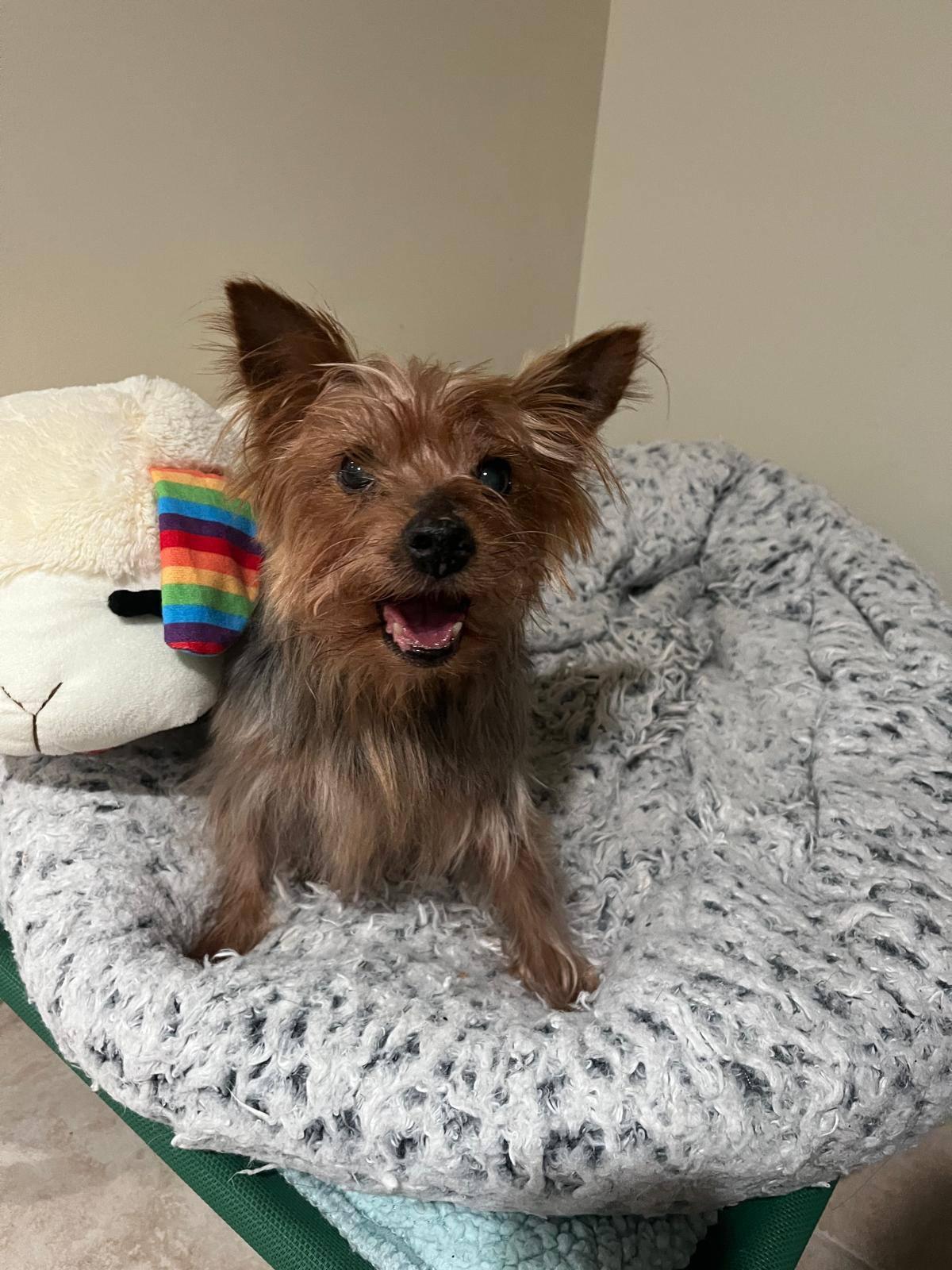 Enlarge Teddy, a Adopted Yorkshire Terrier in Plainview, NY image 1/1