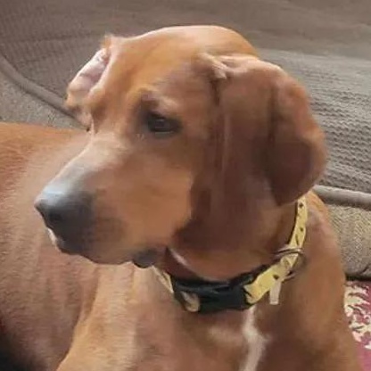 Koleman (NY), ADOPTABLE, Adult Male Redbone Coonhound.