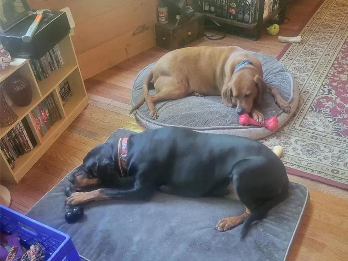 Koleman (NY), a ADOPTABLE Redbone Coonhound in Williamsburg, VA image 2/4